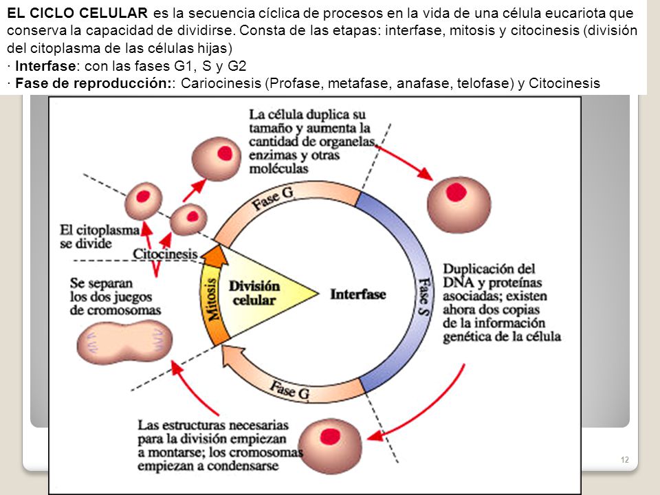 Fases ciclo mentrual